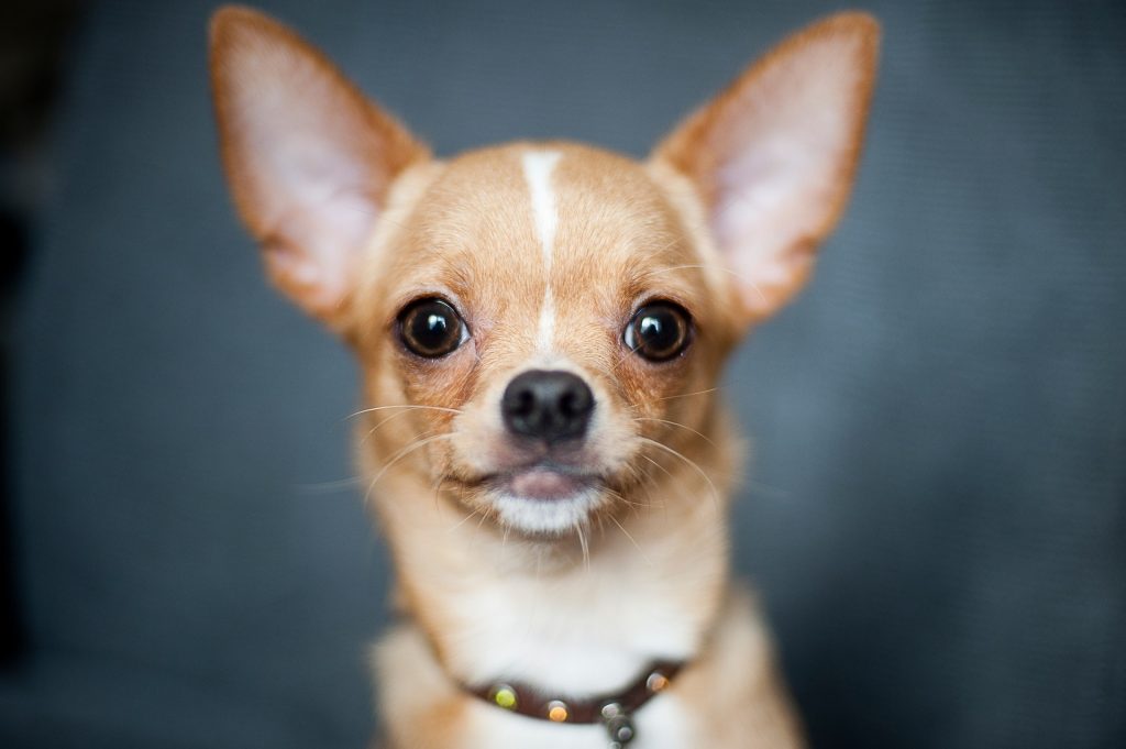 Chihuahua Temperamento, características, comportamiento