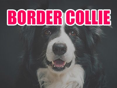 perro border collie