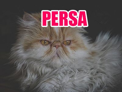 gato persa