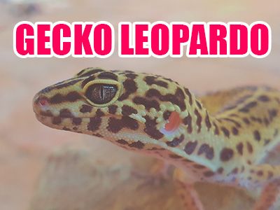 gecko-leopardo