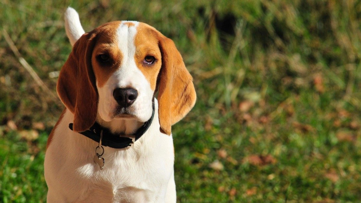 Beagle - Temperamento, características, comportamiento, origen ...