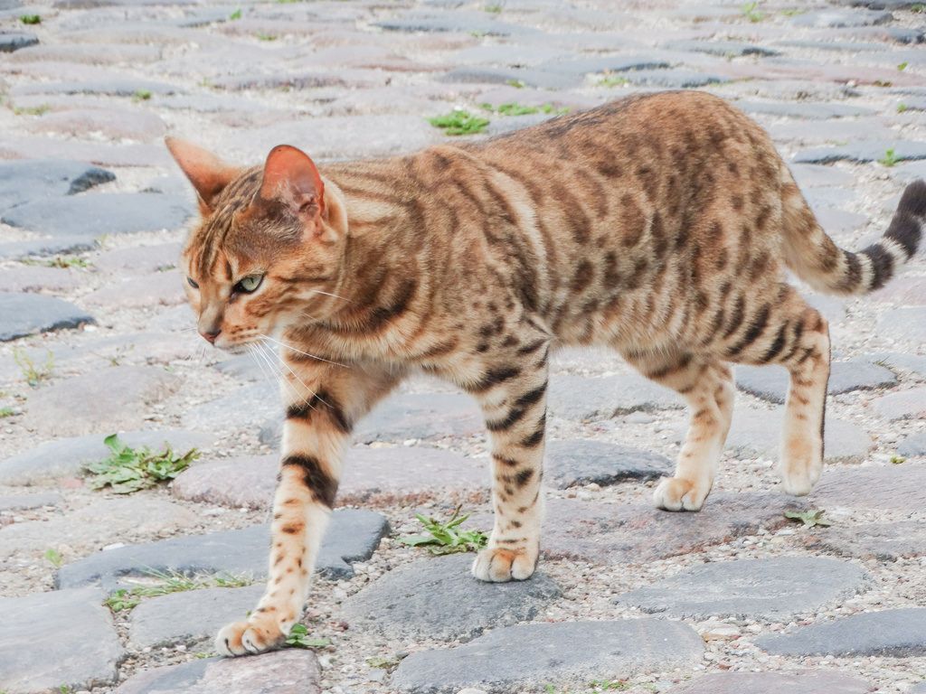 ¿Se pueden cruzar gatos salvajes con gatos domésticos?