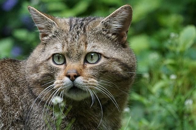 biología Parpadeo Grande Gato Montés - Temperamento, características, comportamiento, origen