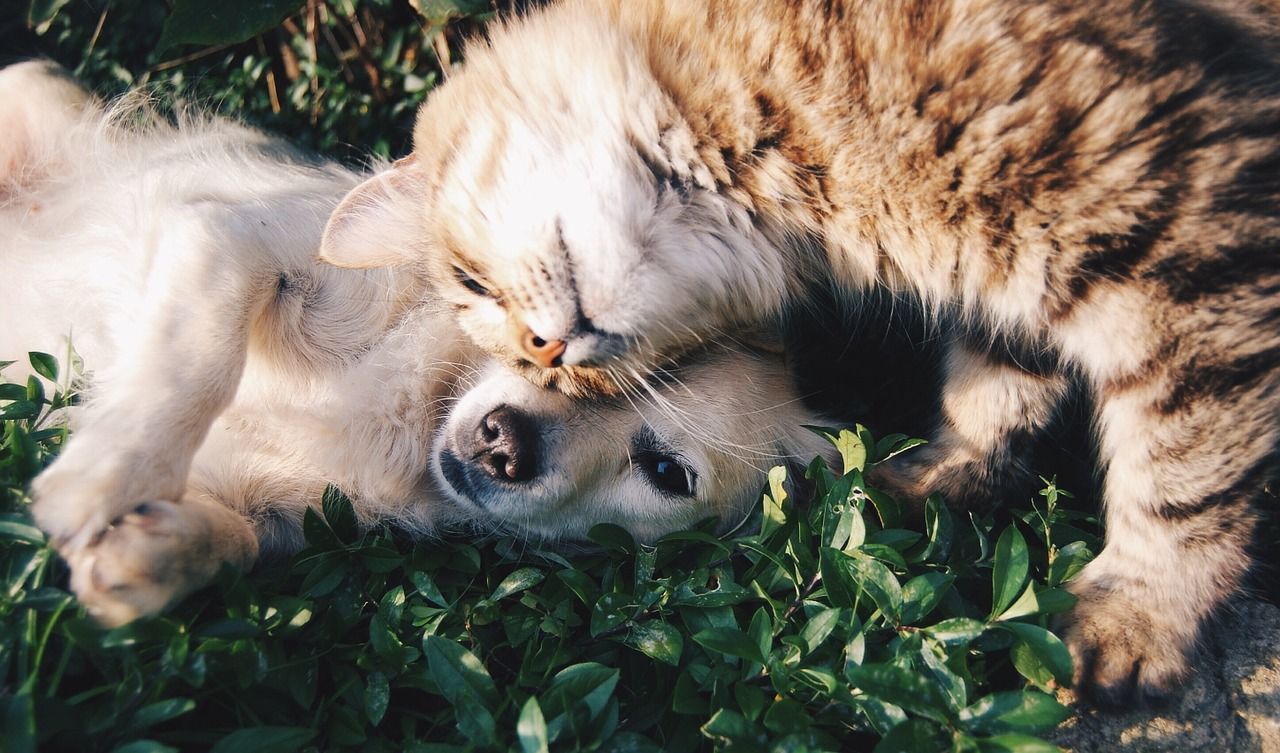 Perros y gatos juntos: ¿es realmente posible que convivan en paz?