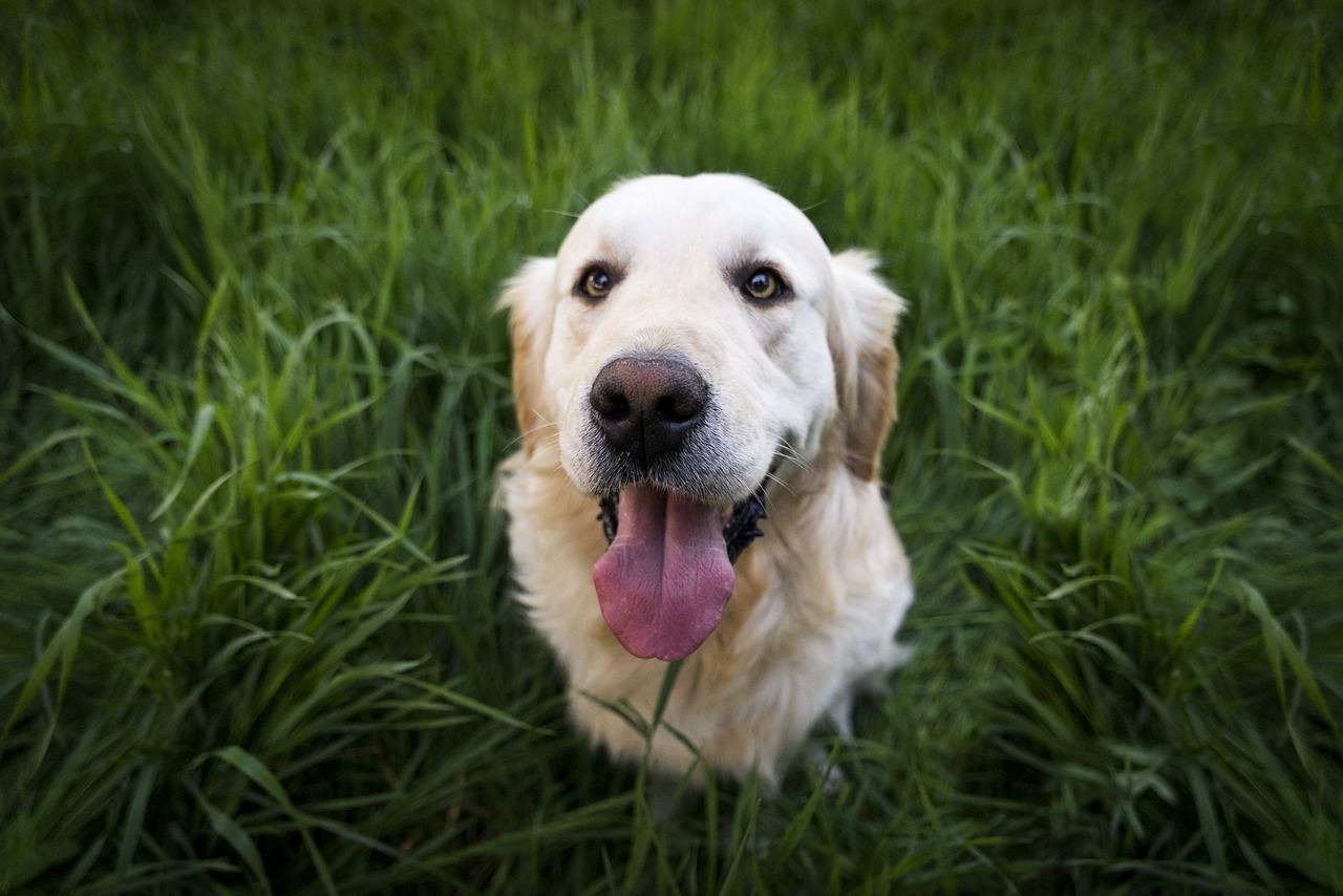 ¿Cuándo castrar a un perro?: ventajas e inconvenientes de esta operación