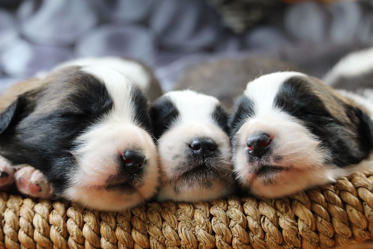 enaguas agudo veterano Cuándo abren los ojos los cachorros perro recién nacidos? | ¡Descúbrelo!