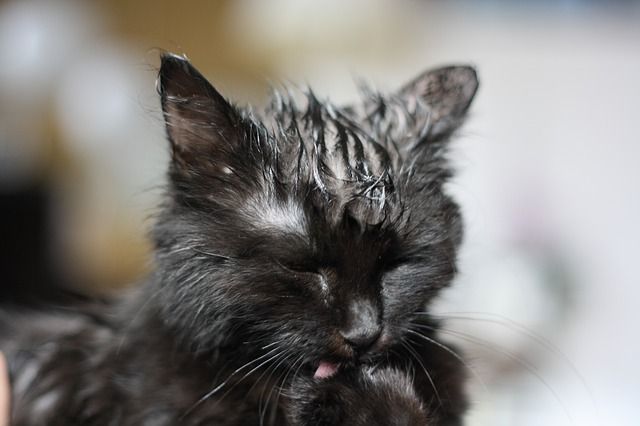 10 consejos sobre cómo bañar a un gato y no morir en el intento