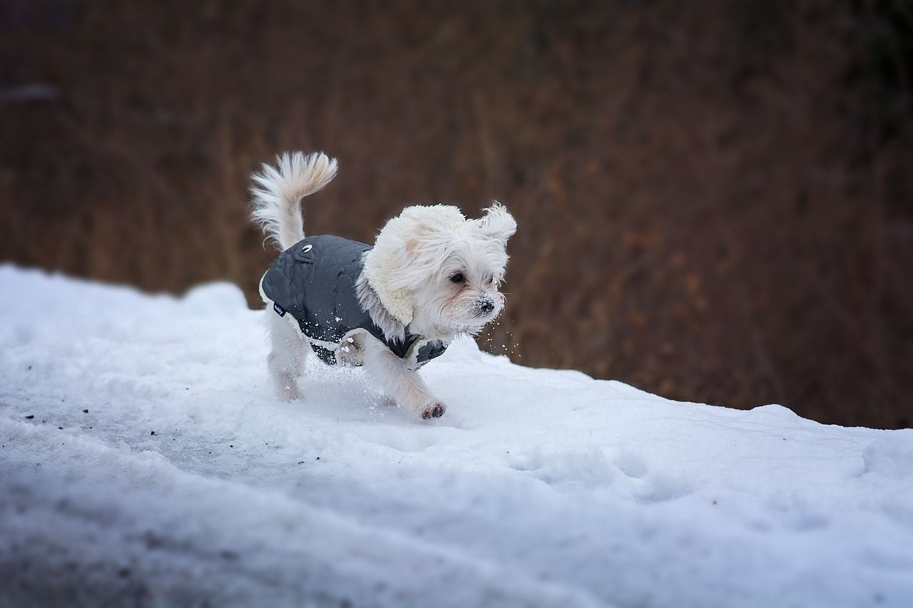 Los perros tienen frío: ¿necesitan realmente ropa de mascotas?