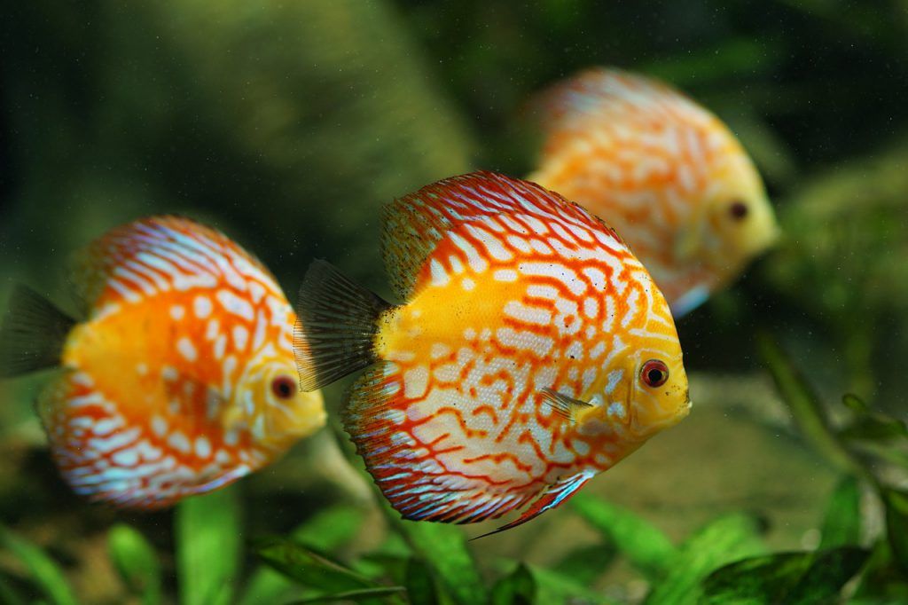 peces disco en acuario