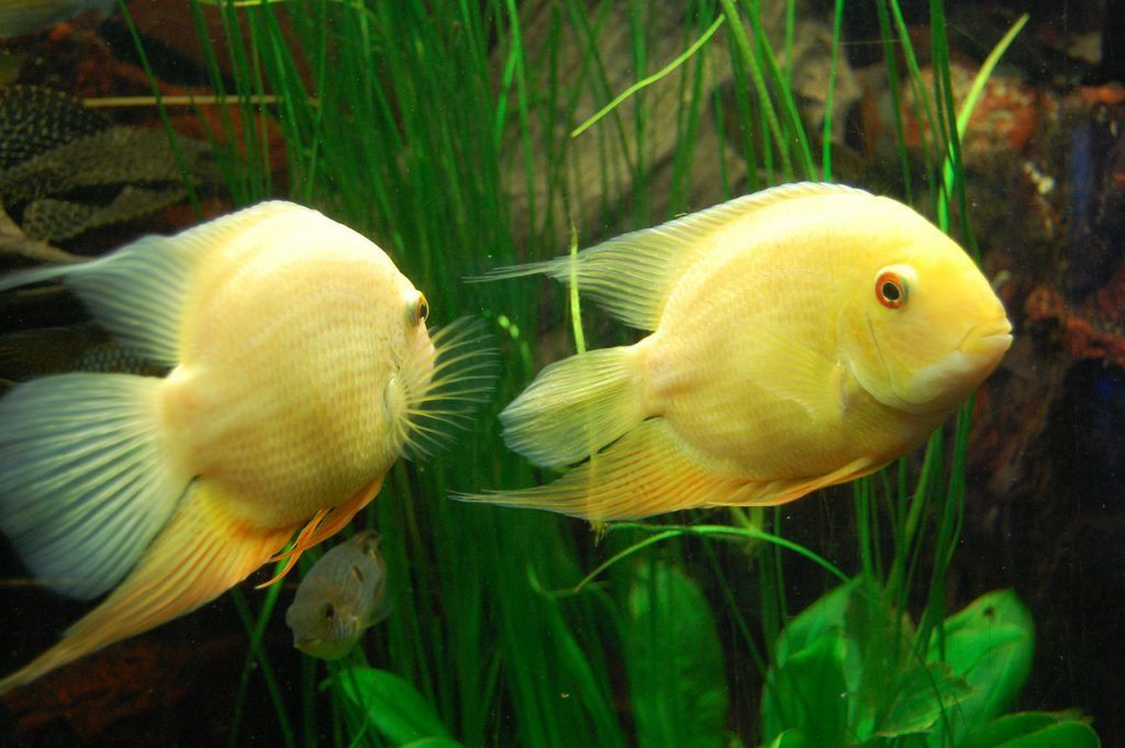 pez ciclido amarillo