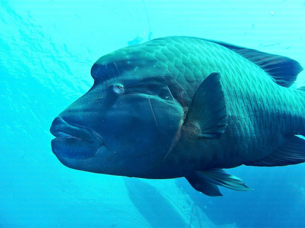 napoleon peces