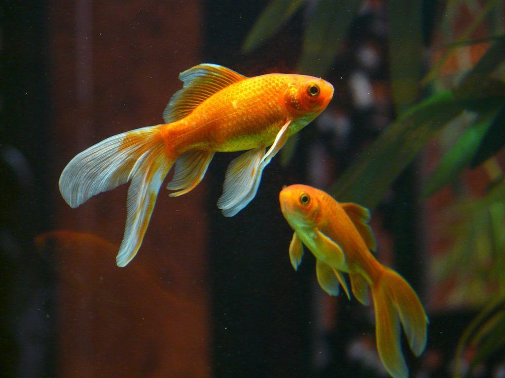 peces dorados