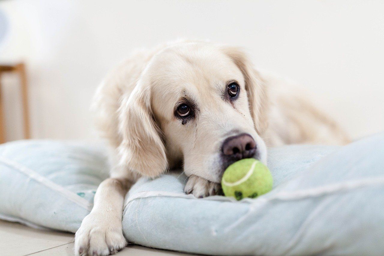 5 juegos para perros en casa muy útiles en tiempos de coronavirus