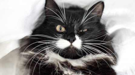 Conoce todo sobre las vibrisas: para qué sirven los bigotes del gato