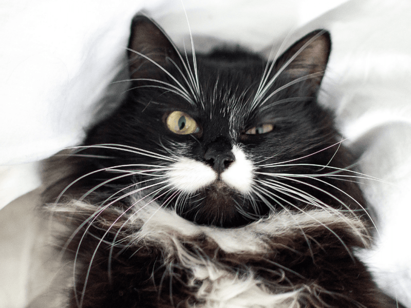 Conoce todo sobre las vibrisas: para qué sirven los bigotes del gato