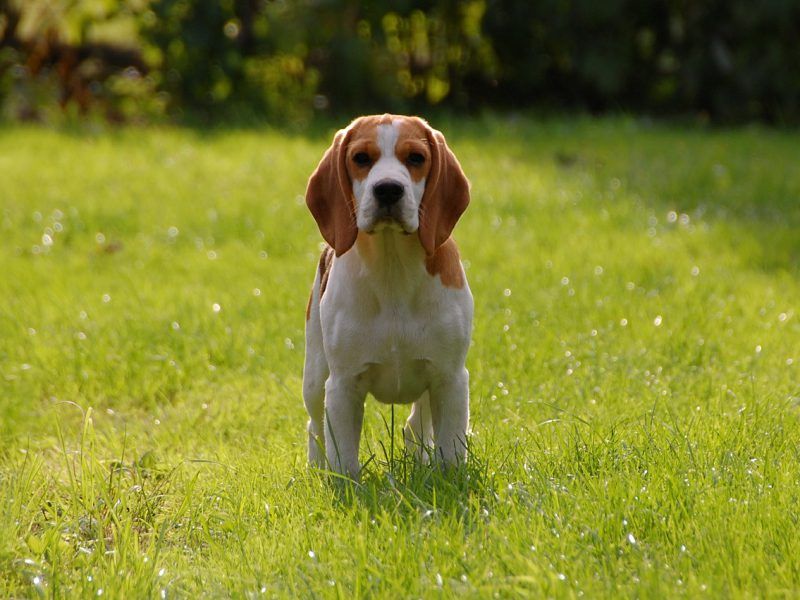 Mejor comida para perros medianos