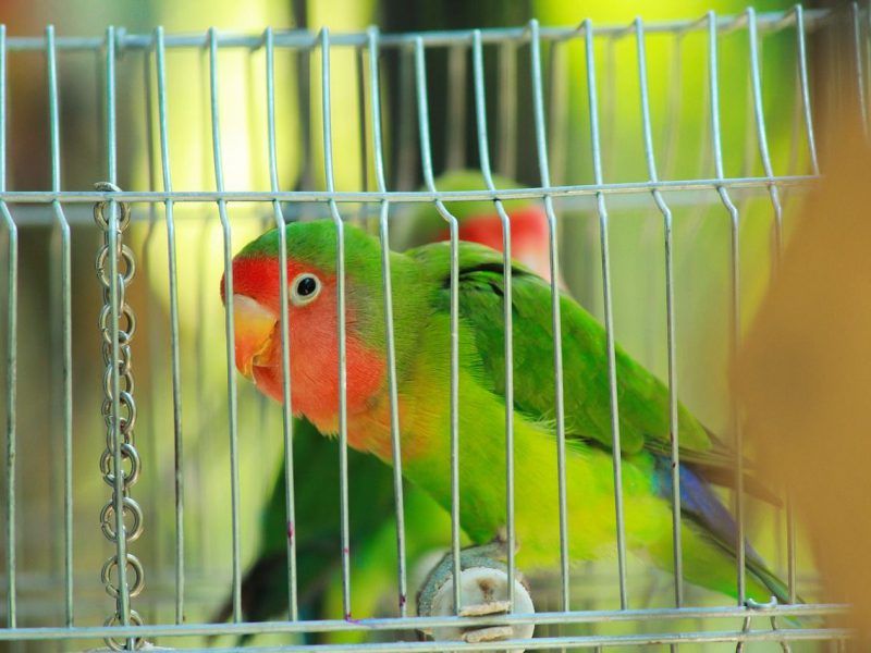 Juguetes para Agapornis, claves para estimular su inteligencia
