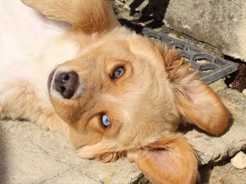 Las enfermedades de la piel más comunes en perros