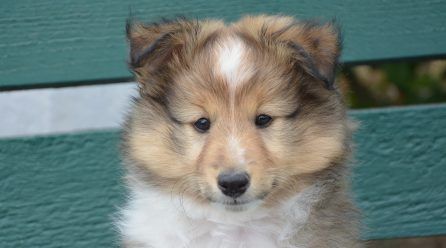 ¿Qué pasa si mi perro tiene sobrepeso?