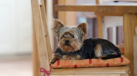 Los 21 perros ideales para apartamentos o pisos pequeños