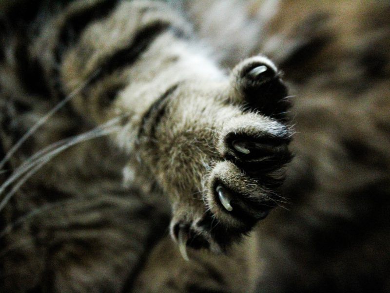 ¿Cómo cortar las uñas a un gato?