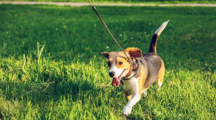 Beneficios del Adiestramiento Canino en Grupo
