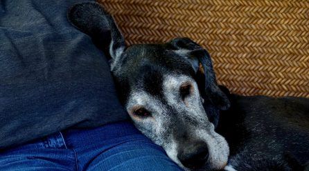 Diagnóstico y tratamiento de la demencia en perros