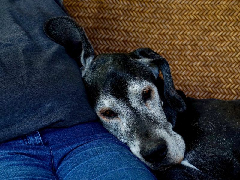 Diagnóstico y tratamiento de la demencia en perros