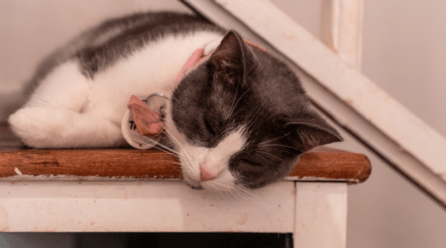 10 Alimentos prohibidos para gatos