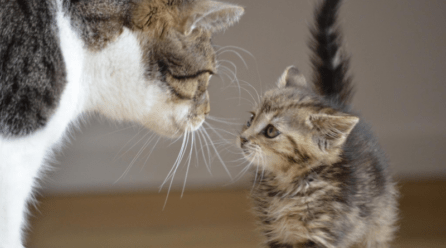 ¿Cuál es la edad ideal para castrar a una gata hembra?