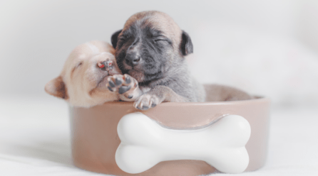 Perros bebés: primeros cuidados