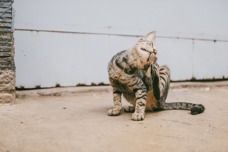 Collar antipulgas para gatos