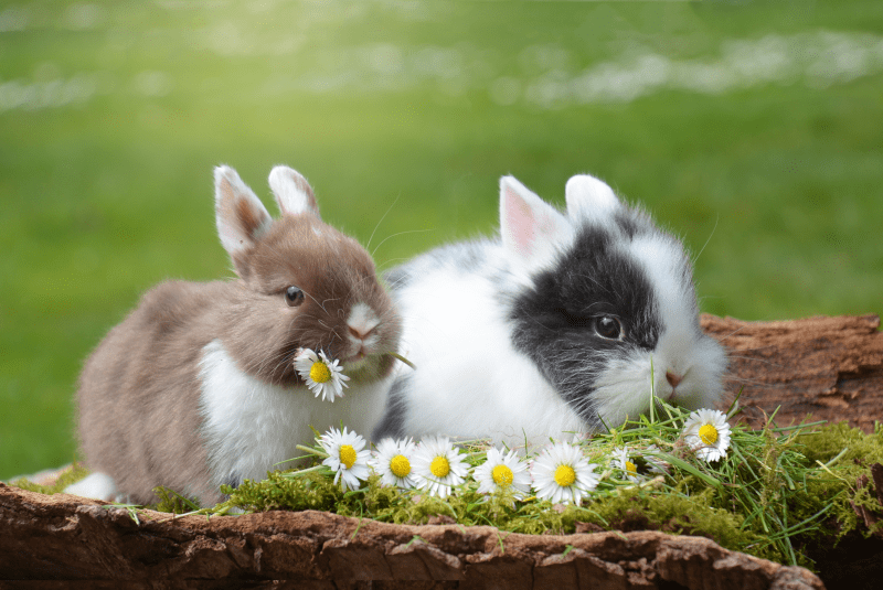 Conejos - Temperamento, características, comportamiento, origen