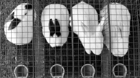 Jaulas para conejos