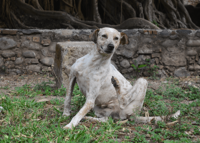 Collar antipulgas para perros 