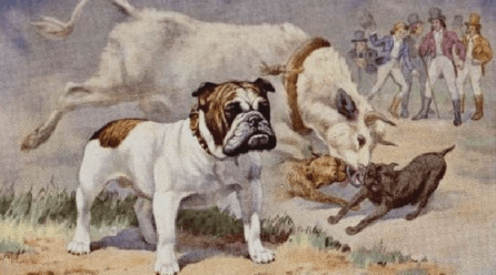 Old English Bulldog