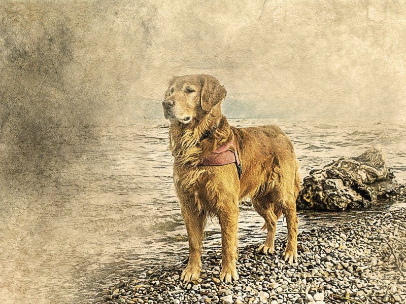 La historia del Golden Retriever