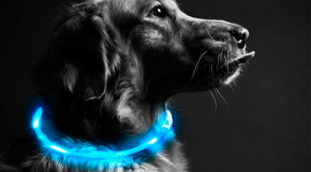 Collar led para perros
