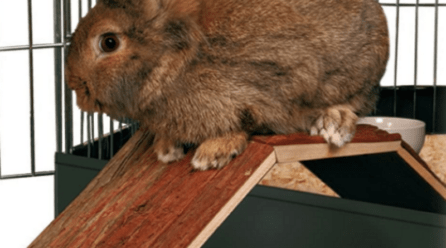 10 mejores juguetes para conejos