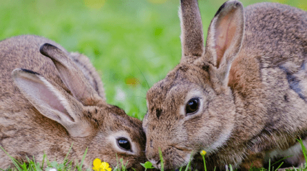 ¿Puedo castrar a mi conejo?