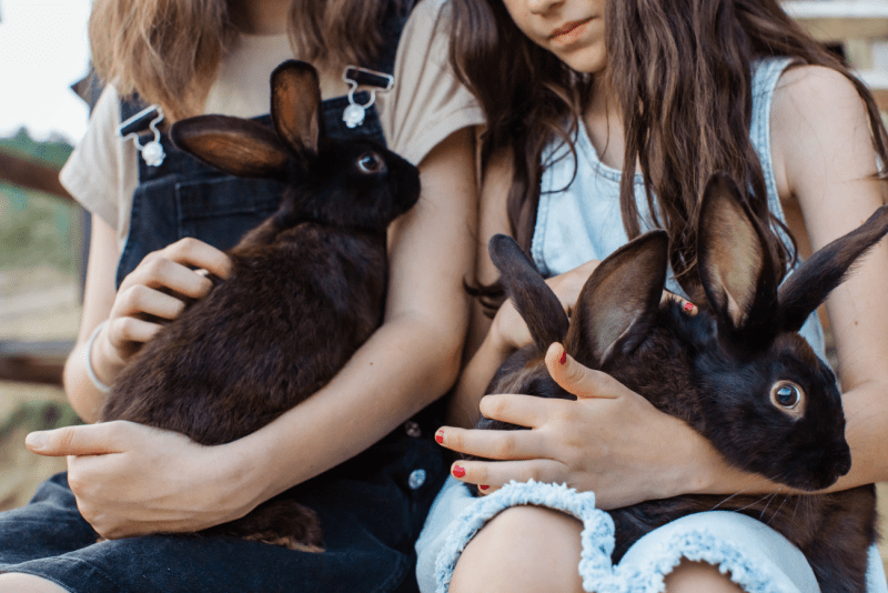 Razas de conejos y sus características