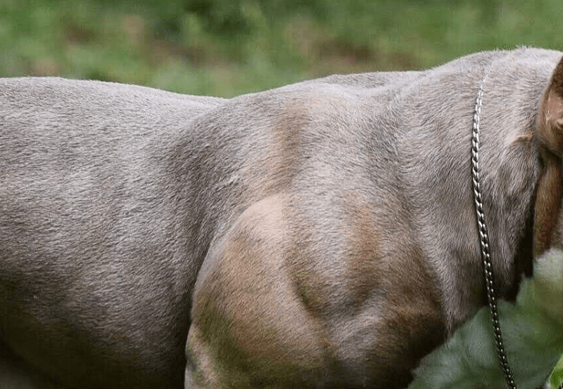 ¿Cómo es el American Bully Pocket?