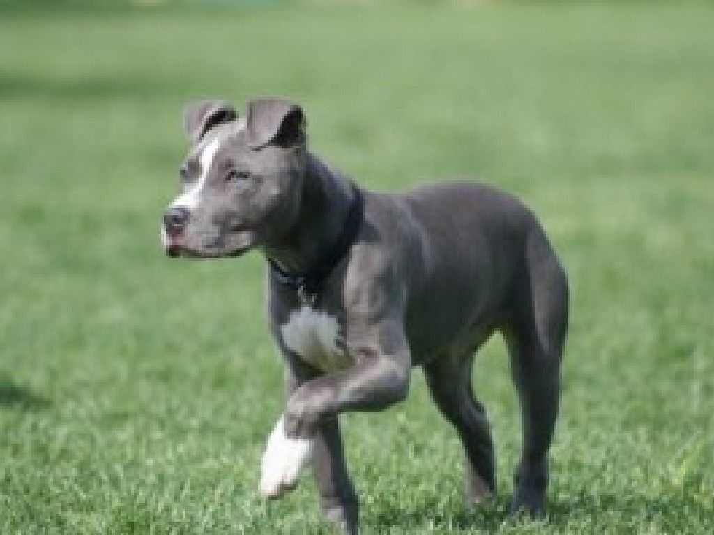 Blue Paul Terrier - Temperamento, características, comportamiento, origen