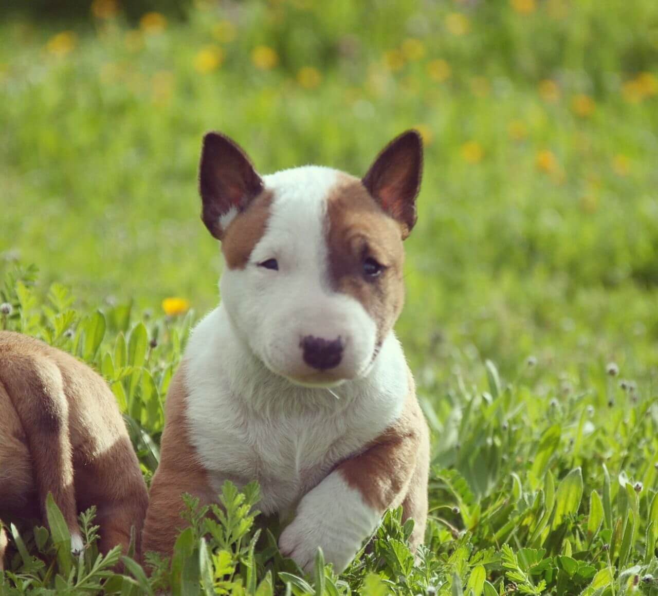 Bull Terrier Mini Temperamento características comportamiento origen