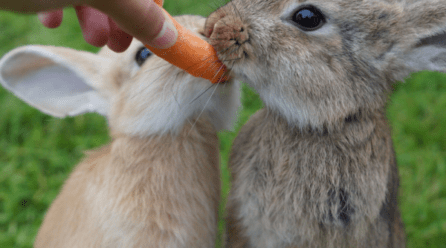 ¿Qué comen los conejos?