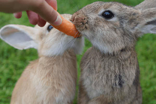 ¿Qué comen los conejos?