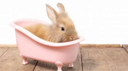 ¿Puedo bañar a mi conejo?