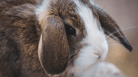 ¿Qué hacer para que tu conejo haga sus necesidades en el esquinero?