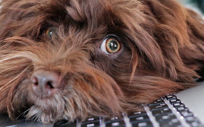 Nombres de perros y su significado