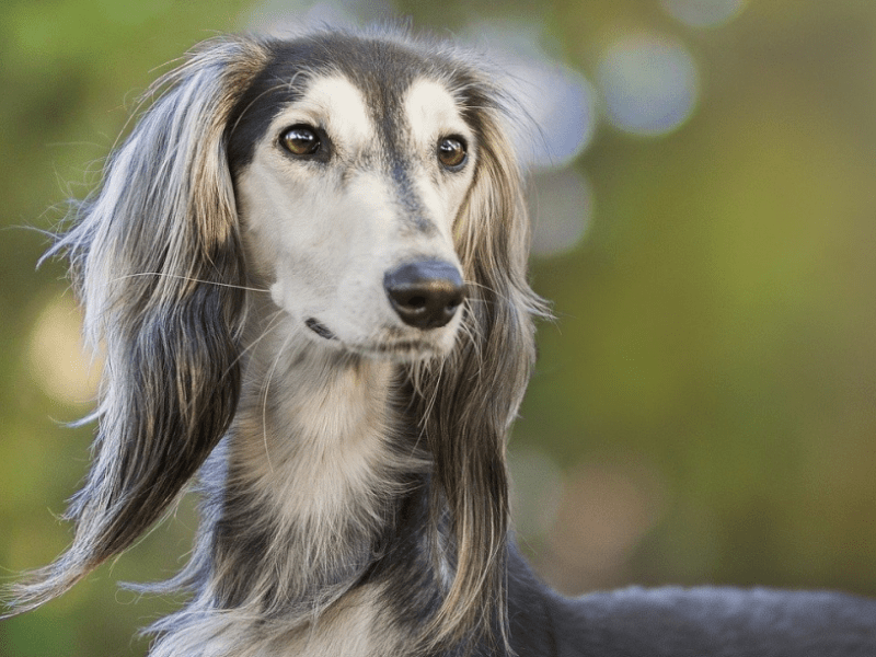Nombres de perros dioses